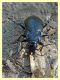 3 - probabile Carabus rossii - Roma - Riserva naturale Valle Dell' Aniene -  Viale Gottardo - 8.10.2019 - (16).JPG