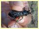 4 - probabile Carabus rossii - Roma - Riserva naturale Valle Dell' Aniene -  Viale Gottardo - 8.10.2019 - (19).JPG