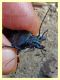 5 - probabile Carabus rossii - Roma - Riserva naturale Valle Dell' Aniene -  Viale Gottardo - 8.10.2019 - (17).JPG