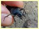 6 - probabile Carabus rossii - Roma - Riserva naturale Valle Dell' Aniene -  Viale Gottardo - 8.10.2019 - (18).JPG