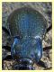 7 - probabile Carabus rossii - Roma - Riserva naturale Valle Dell' Aniene -  Viale Gottardo - 8.10.2019 - (8).jpg