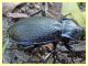 8 - probabile Carabus rossii - Roma - Riserva naturale Valle Dell' Aniene -  Viale Gottardo - 8.10.2019 - (7).jpg