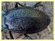 9 - probabile Carabus rossii - Roma - Riserva naturale Valle Dell' Aniene -  Viale Gottardo - 8.10.2019 - (14).jpg