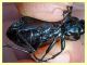 10 - probabile Carabus rossii - Roma - Riserva naturale Valle Dell' Aniene -  Viale Gottardo - 8.10.2019 - (13).jpg