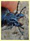 11 - probabile Carabus rossii - Roma - Riserva naturale Valle Dell' Aniene -  Viale Gottardo - 8.10.2019 - (9).jpg