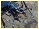 12 - probabile Carabus rossii - Roma - Riserva naturale Valle Dell' Aniene -  Viale Gottardo - 8.10.2019 - (12).jpg
