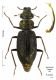 Ochthebius (Calobius) quadricollis.jpg