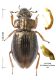 Ochthebius (Asiobates) dilatatus.jpg