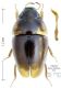 Limnebius atomus.jpg