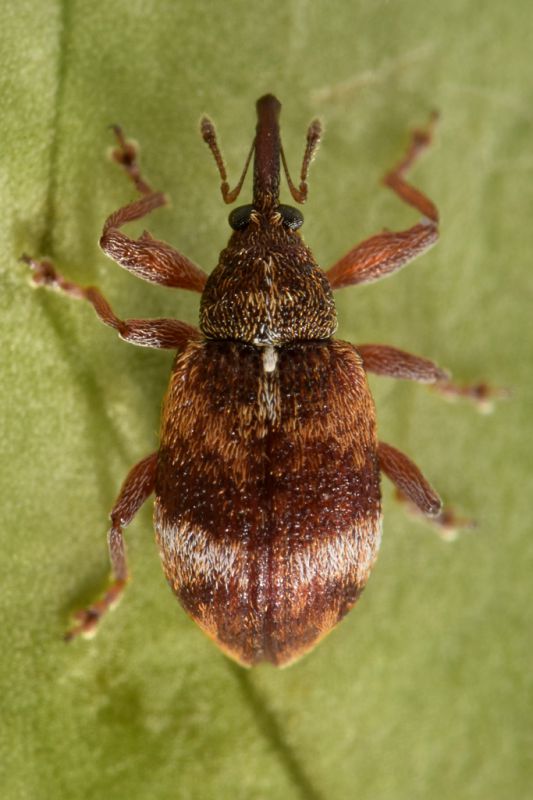 1 anthonomus pedicularius curculionidae san giorio.jpg