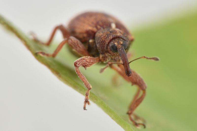 3 anthonomus pedicularius curculionidae san giorio.jpg