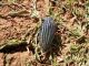 Turchia 2010_Julodis sp_Nemrut dagi_ 454.jpg
