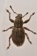 1 mesagroicus amicalis curculionidae baronessa.JPG
