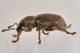 2 mesagroicus amicalis curculionidae baronessa.JPG