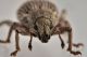 3 mesagroicus amicalis curculionidae baronessa.JPG