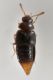 1 oligota sp staphylinidae baronessa.jpg