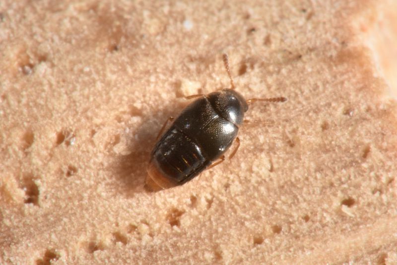 3 oligota chrysopyga staphylinidae baronessa.jpg