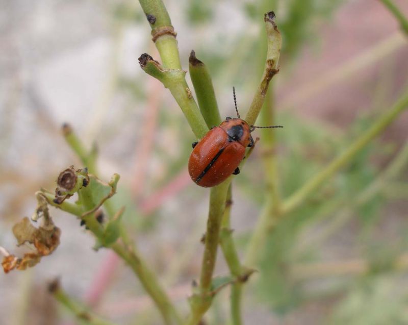 Turchia 2010__Malatya_Kozluca_Entomoscelis suturalis_505.jpg