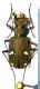 cicindela Mugla 2.2.jpg