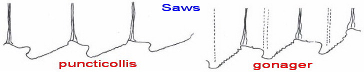 DOLERUS Saws (puncticollis - gonager).jpg