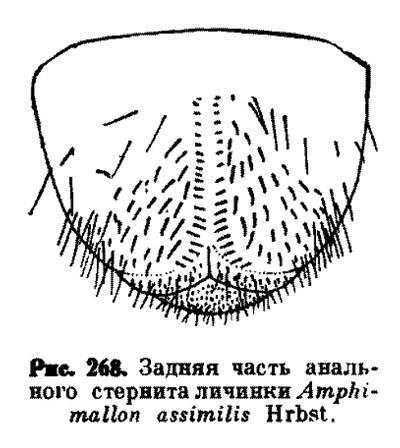 Amphimallon assimile (by Medvedev S.I. 1952. Keys to the Fauna of the USSR).jpg