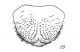 Amphimallon soltitialis (by Medvedev S.I., 1951. (pag.jpg