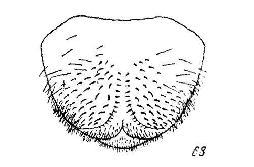 Amphimallon soltitialis (by Medvedev S.I., 1951. (pag.jpg