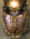 Aphodiidae 1-02.JPG