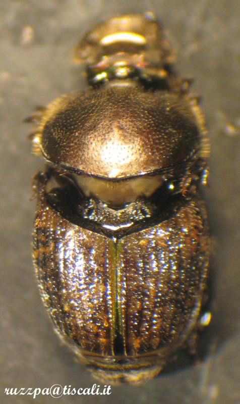 Aphodiidae 1-01.JPG