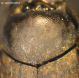 Aphodiidae 2-03.JPG