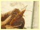 5 probabile Rhopalidae - 7 mm. - 30.10.2019 - Anzio - (7).JPG