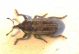 Tychius Syria.jpg