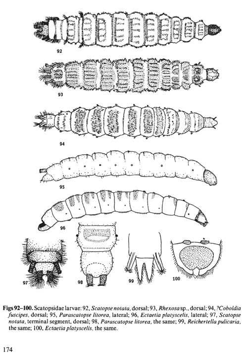 Scatopsidae.jpg