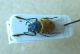 3-DSCN9136,okit.jpg