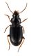 Comb2927cr-26zL6.jpg
