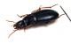 Comb2934cr-48zL6.jpg