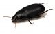 Comb2938cr-34zL6.jpg