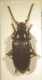 Odocnemis sp.jpg