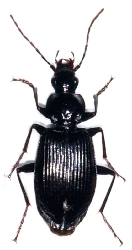 Platynus decentis .jpg