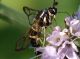 Sesiidae_particolare.jpg