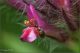 Microhoria-fasciata-20120614-008-JOOGf.jpg