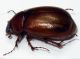 Scarabeide-Karoo-lat.jpg