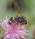 P8092825 Cerceris rubida.jpg