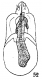 Bryaxis reitteri.png