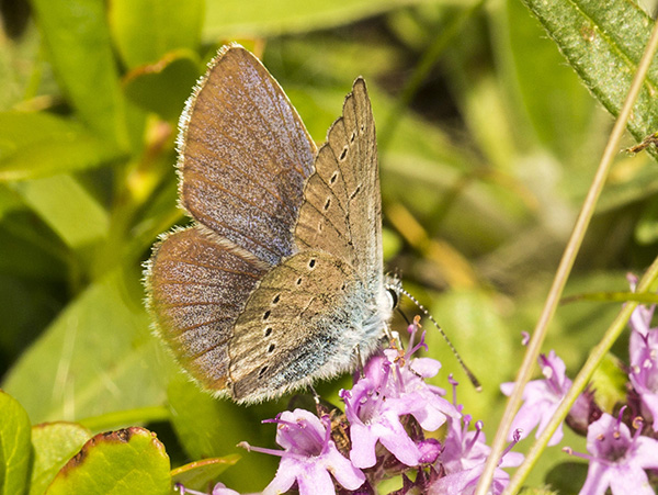 lycaenidae_6816.jpg