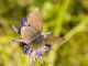 lycaenidae_6824.jpg