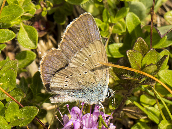 lycaenidae_6812.jpg