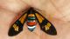 Euchromia lethe 1.jpg