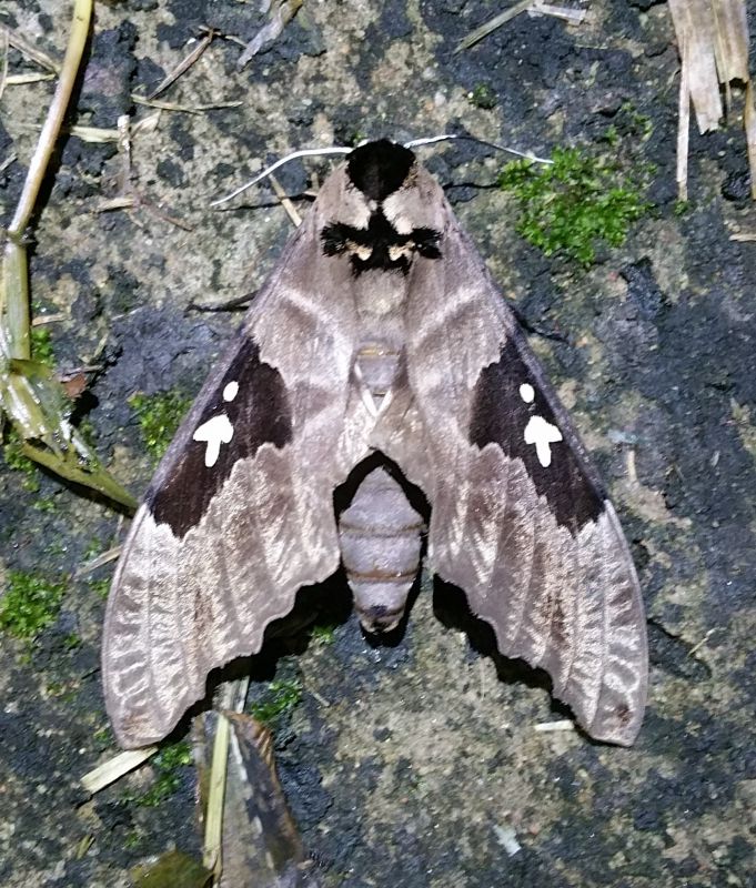 Lophostethus dumolinii (Angas, 1849).jpg