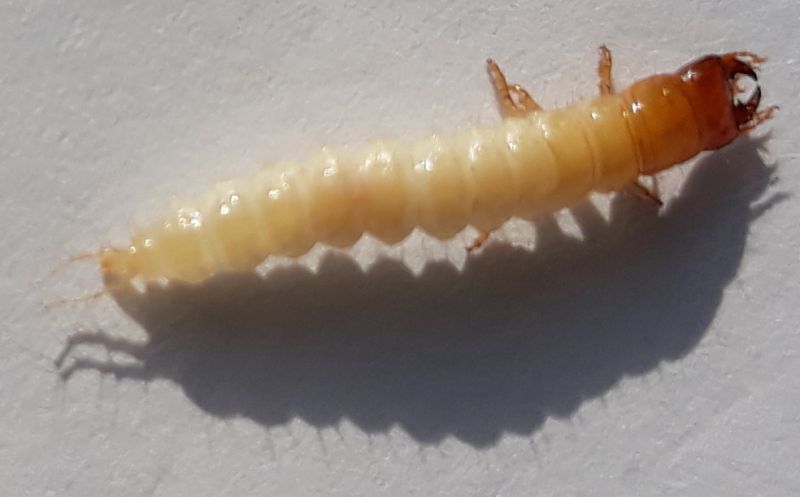 larva02.jpg